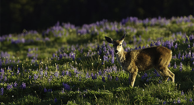 Olympic National Park