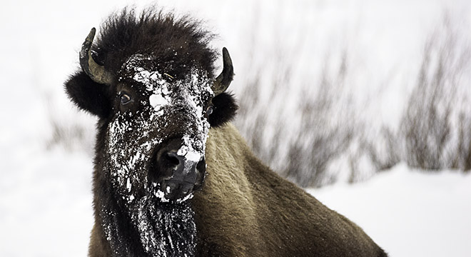 Yellowstone National Park Winter Bison