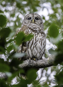 Barred Owl, Mahogany Hammock, Everglades
