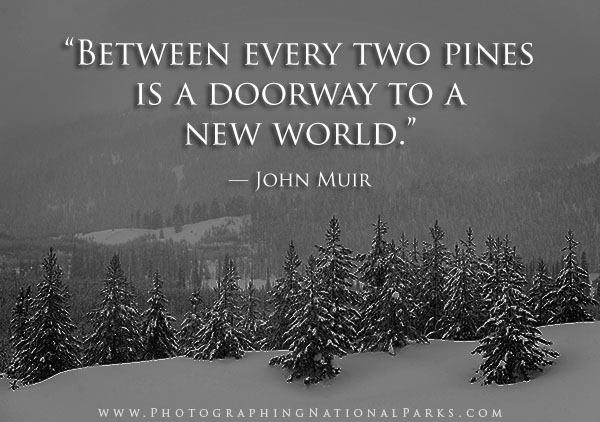 “Between every two pines is a doorway to a new world.” — John Muir