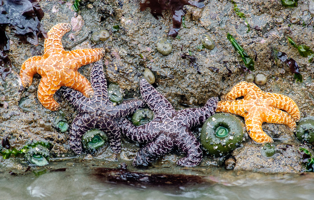 Top 5 National Parks for Photographing Tide Pools