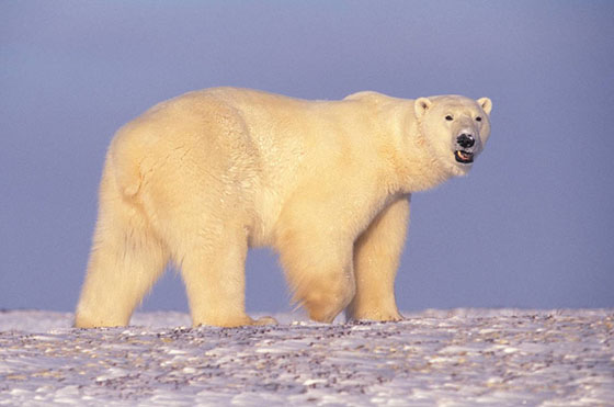 PNP Newsletter #11: Where are the Polar Bears?